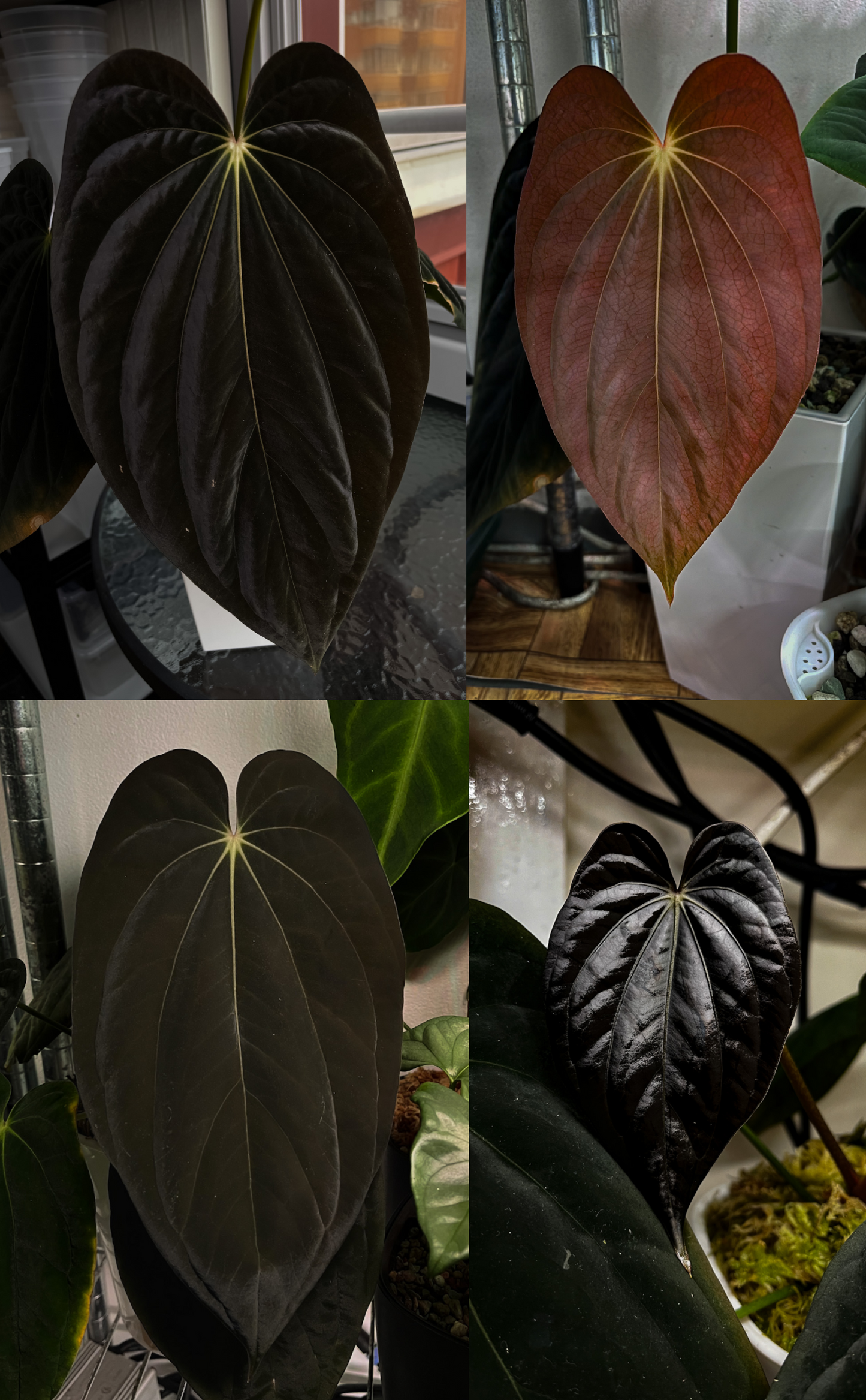 Anthurium sp. nov. DF x antolakii 'Nightmare'