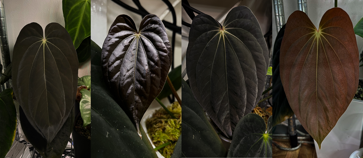 Anthurium sp. nov. DF x antolakii 'Nightmare'
