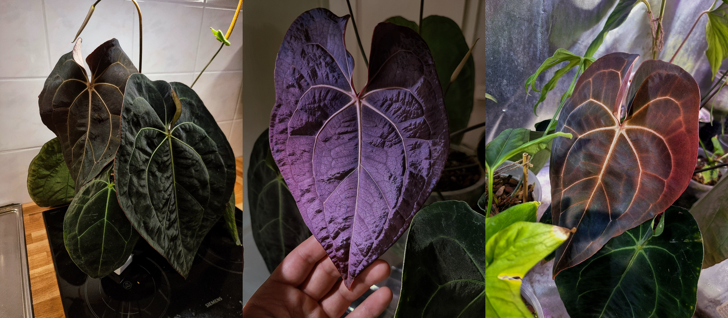 Anthurium (forgetii x carlablackiae 'Amanda') x portillae 'Dorito'