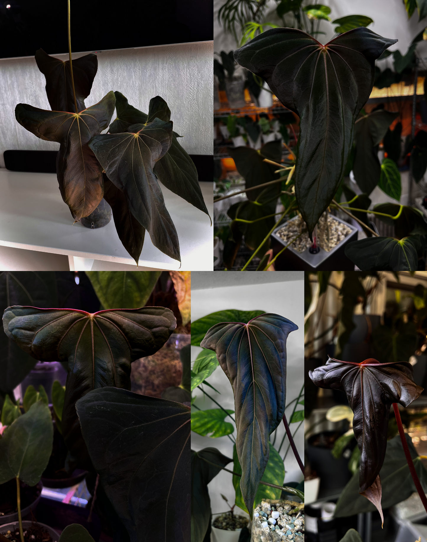 Anthurium papillilaminum ”Marie" x "Grim Reaper"