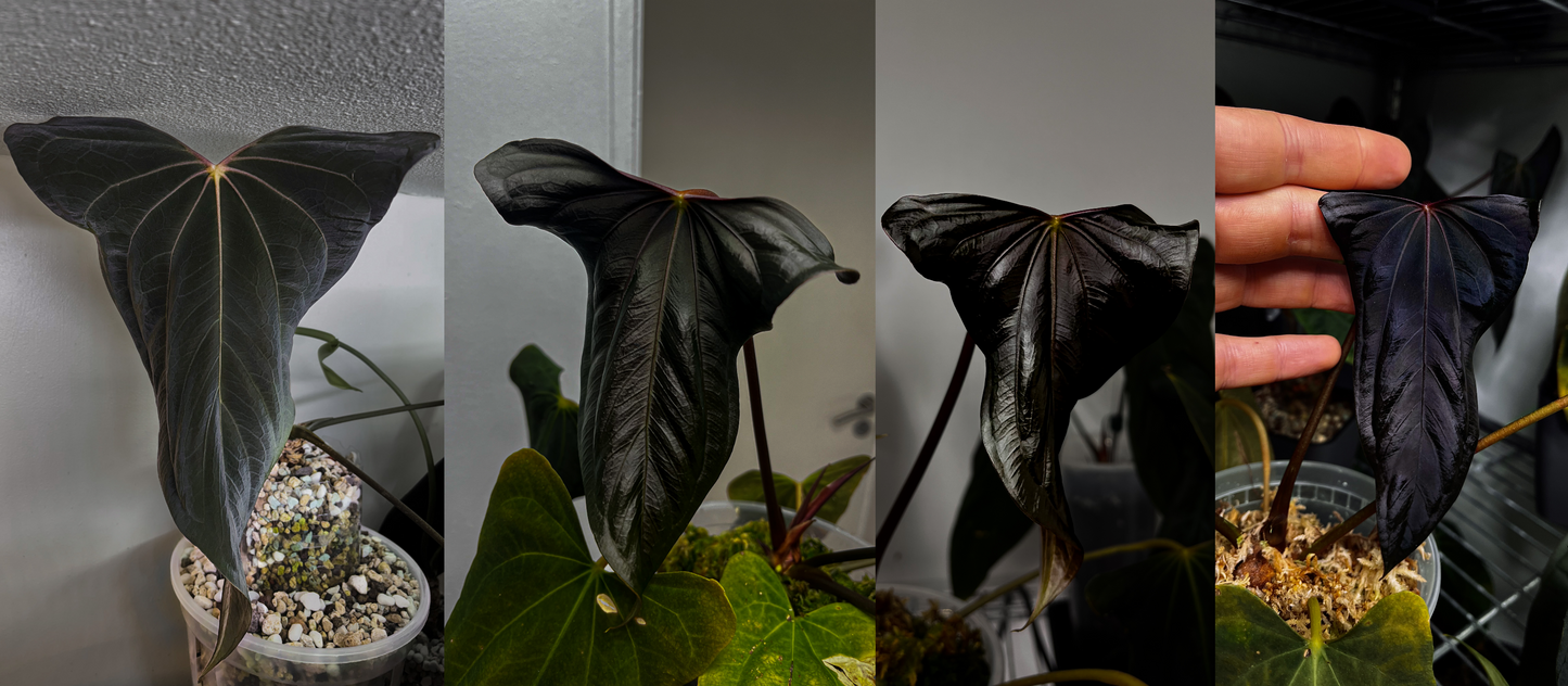 Anthurium papillilaminum 'Shadow Reaper'