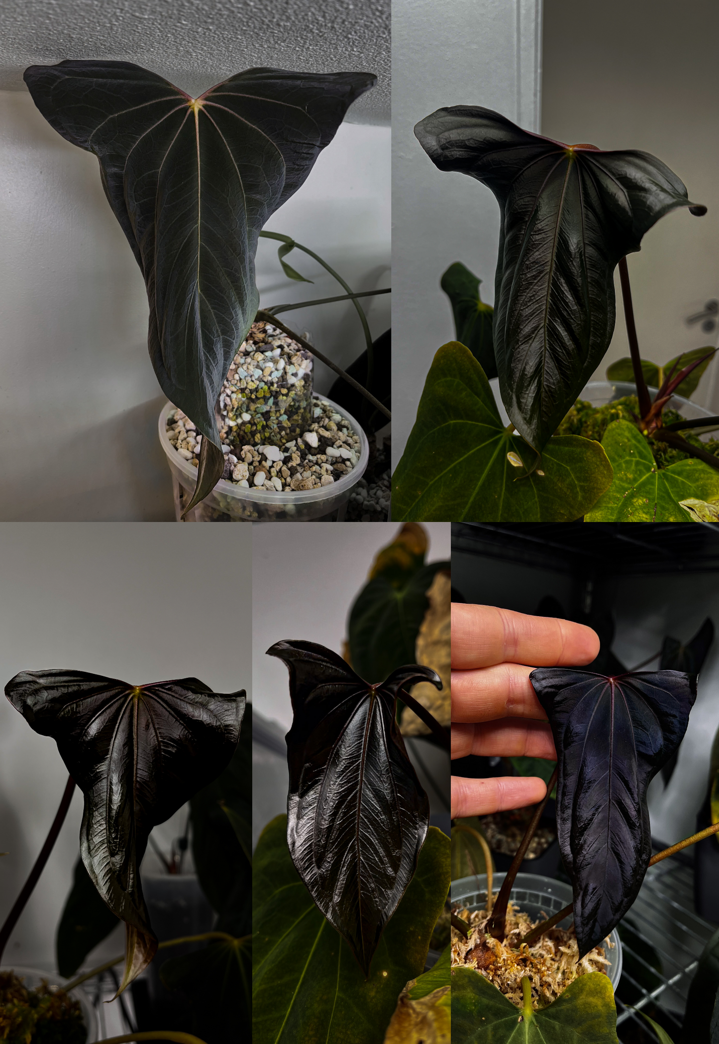 Anthurium papillilaminum 'Shadow Reaper'