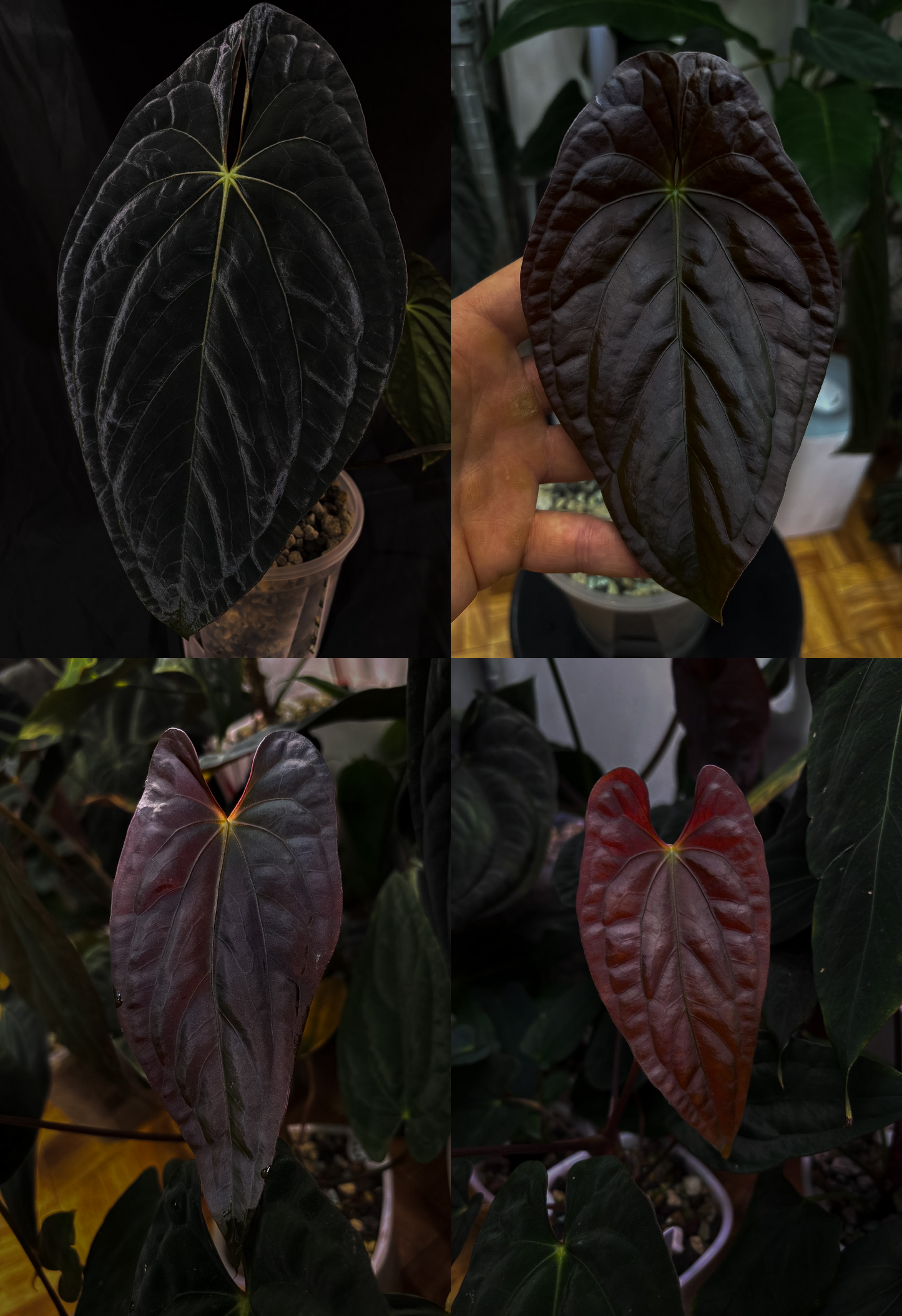 Anthurium (papillilaminum x dressleri) Australian form, ex JS