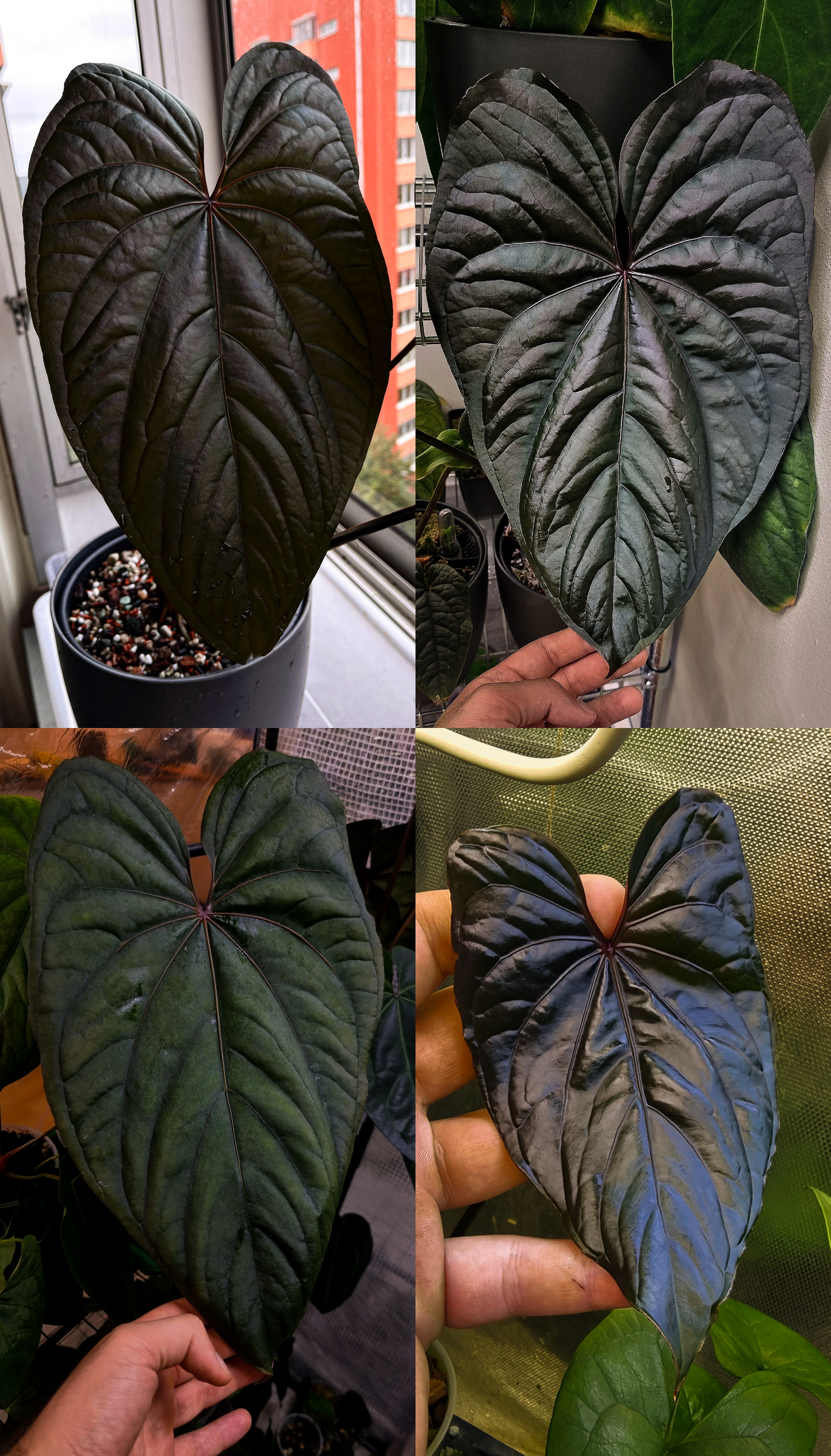 Anthurium 'Circus Peanuts'
