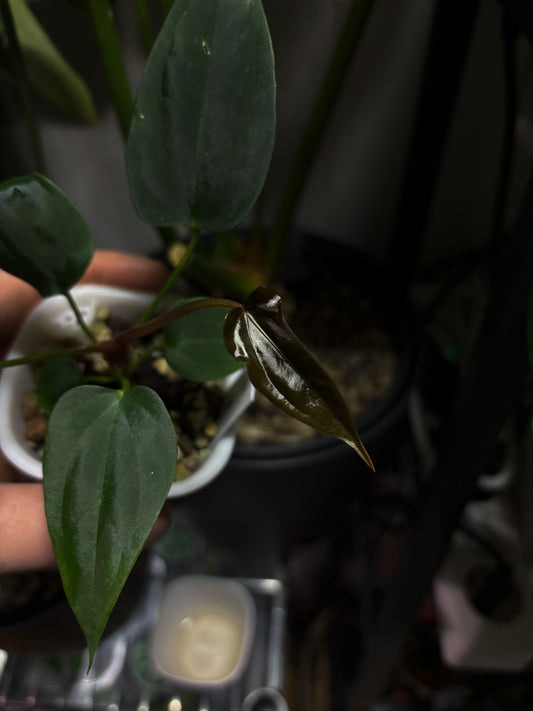 Anthurium sp. nov. DF x antolakii 'Nightmare'