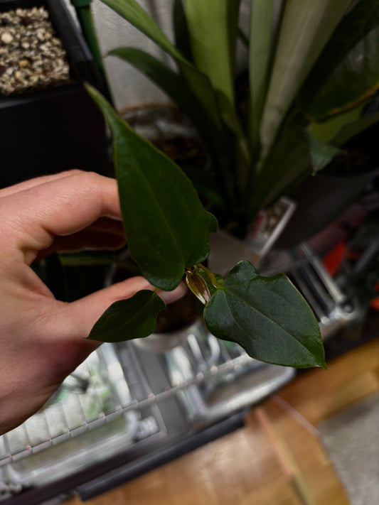 Anthurium sp. nov. DF x papillilaminum 'Grim Reaper'