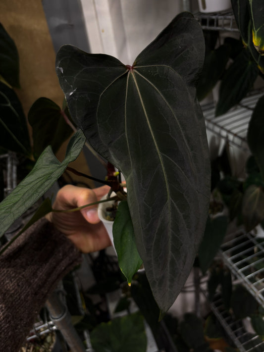 Anthurium papillilaminum ”Shadow Reaper” x (dressleri RG F2 x carlablackiae ”Amanda”)