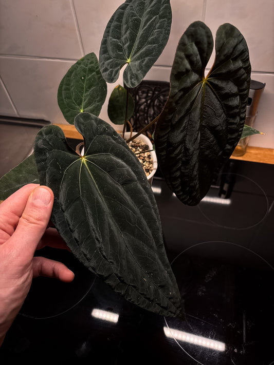 Anthurium (papillilaminum x dressleri) Australian form, ex. JS