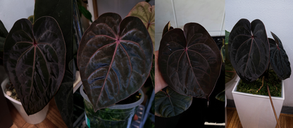 Anthurium 'Blood Moon'