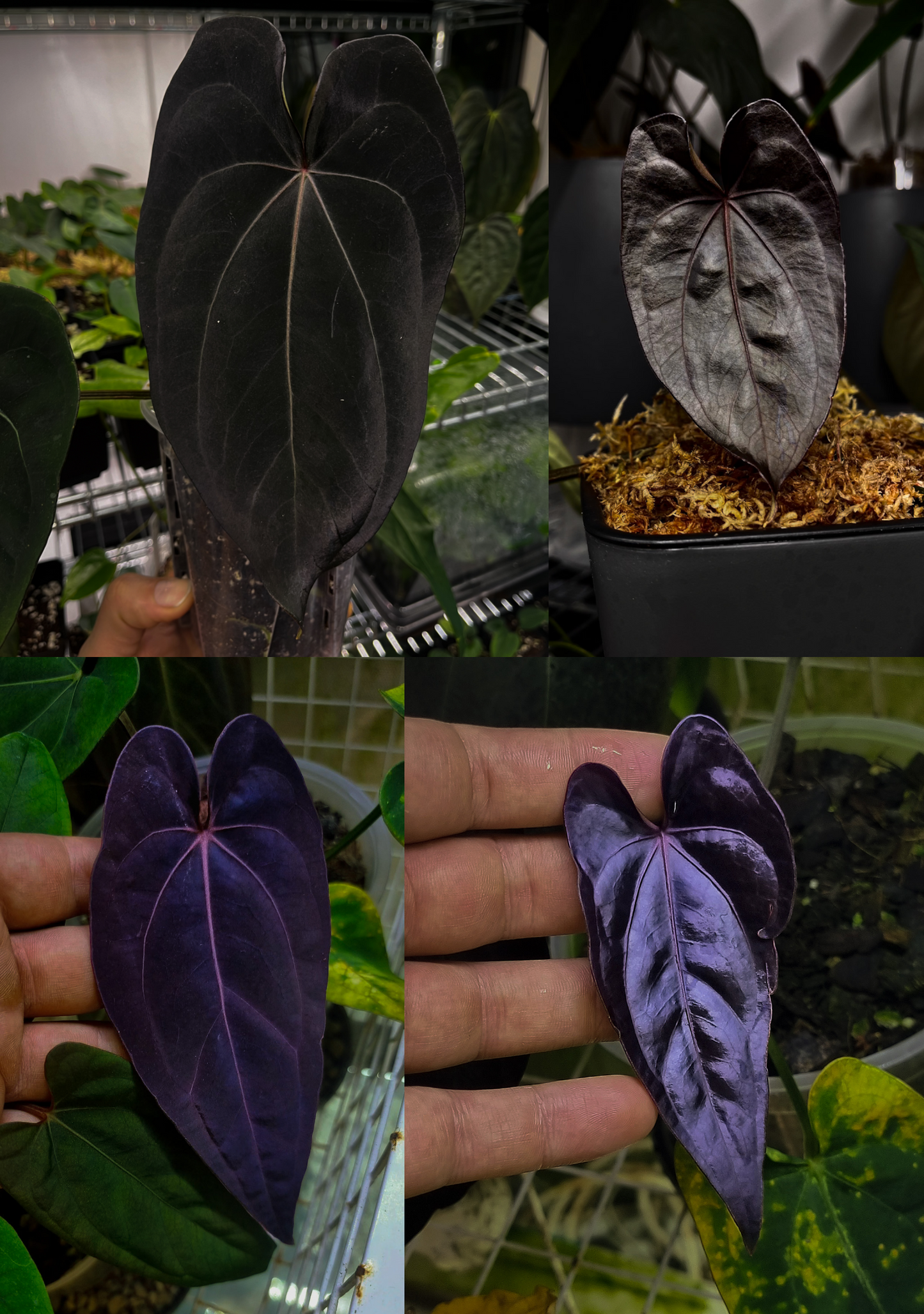 Anthurium papillilaminum 'Shadow Reaper' x (dressleri RG F2 x carlablackiae 'Amanda')