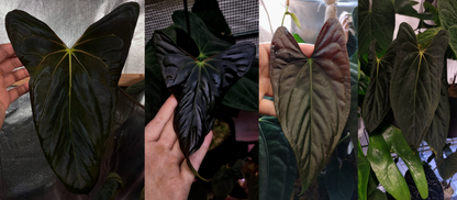 Anthurium papillilaminum ”Marie" x "Grim Reaper"
