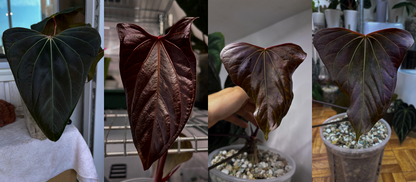 Anthurium (forgetii x carlablackiae 'Amanda') x portillae 'Dorito'