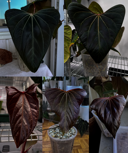 Anthurium portillae "Dorito"