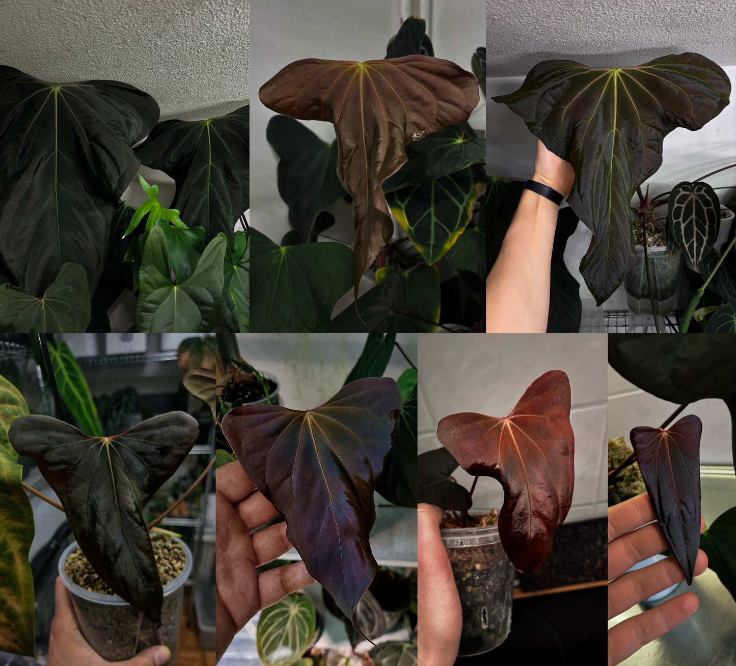 Anthurium sp. nov. DF x antolakii 'Nightmare'