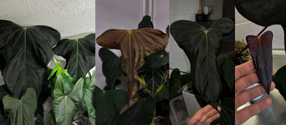 Anthurium sp. nov. DF x antolakii 'Nightmare'