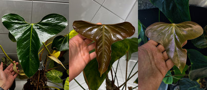 Anthurium subsignatum x portillae ”Dorito”
