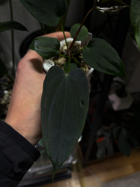 Anthurium sp. nov. DF x antolakii 'Nightmare'