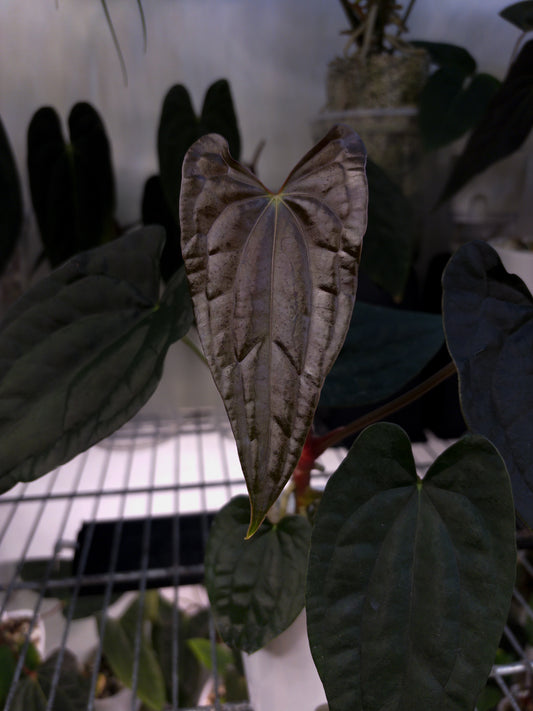 Anthurium papillilaminum 'Grim Reaper' x luxurians