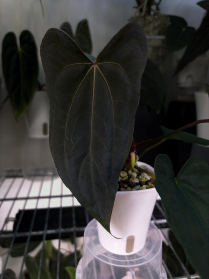 Anthurium papillilaminum 'Shadow Reaper' x (dressleri RG F2 x carlablackiae 'Amanda')