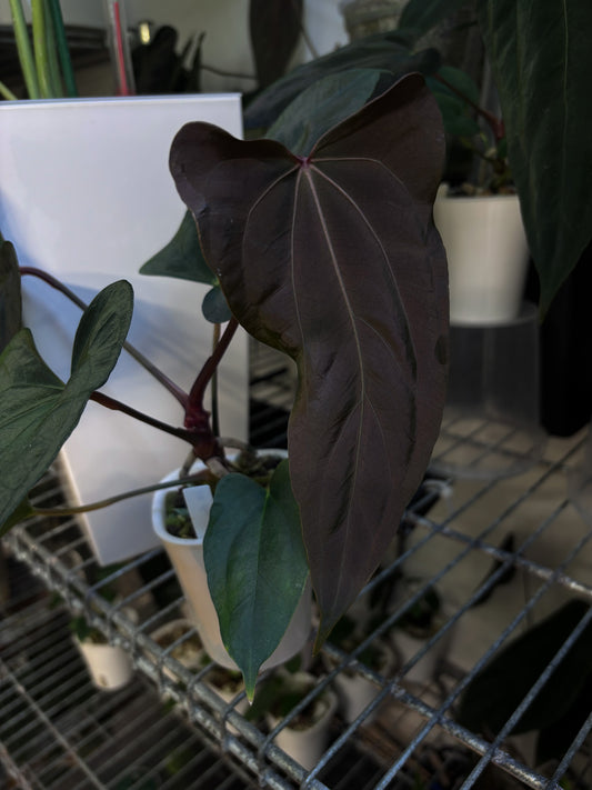 Anthurium papillilaminum 'Shadow Reaper' x (dressleri x carlablackiae 'Amanda')