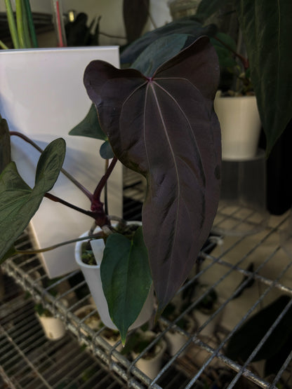 Anthurium papillilaminum 'Shadow Reaper' x (dressleri RG F2 x carlablackiae 'Amanda')