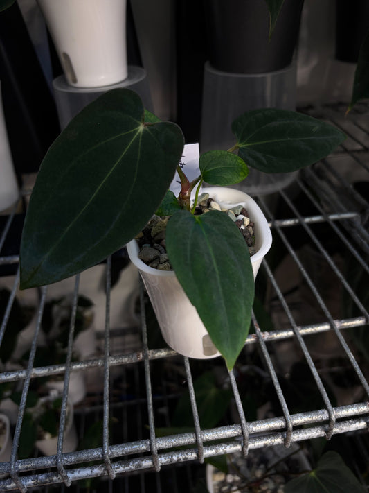 Anthurium sp. nov. DF x antolakii 'Nightmare'