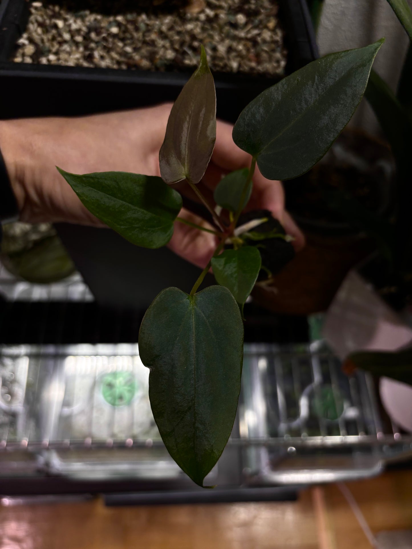 Anthurium sp. nov. DF x papillilaminum 'Grim Reaper'