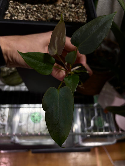 Anthurium sp. nov. DF x papillilaminum 'Grim Reaper'