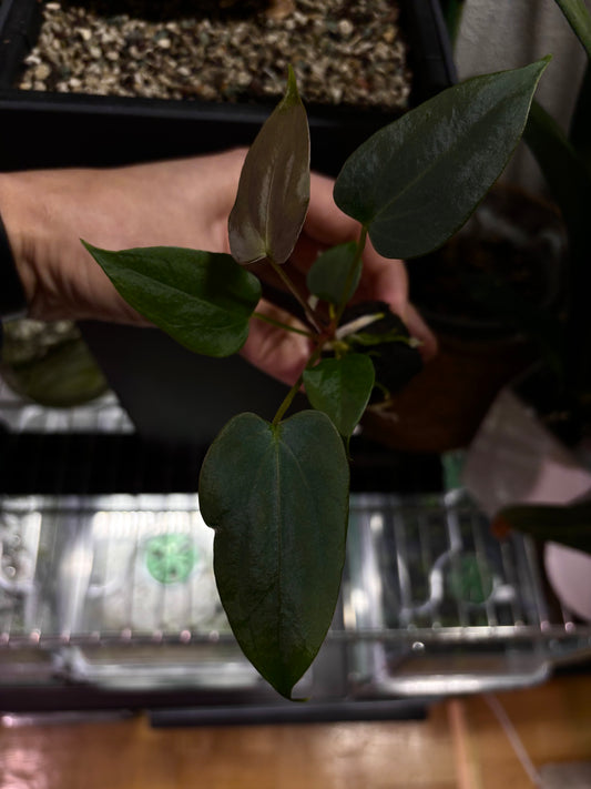 Anthurium sp. nov. DF x papillilaminum 'Grim Reaper'