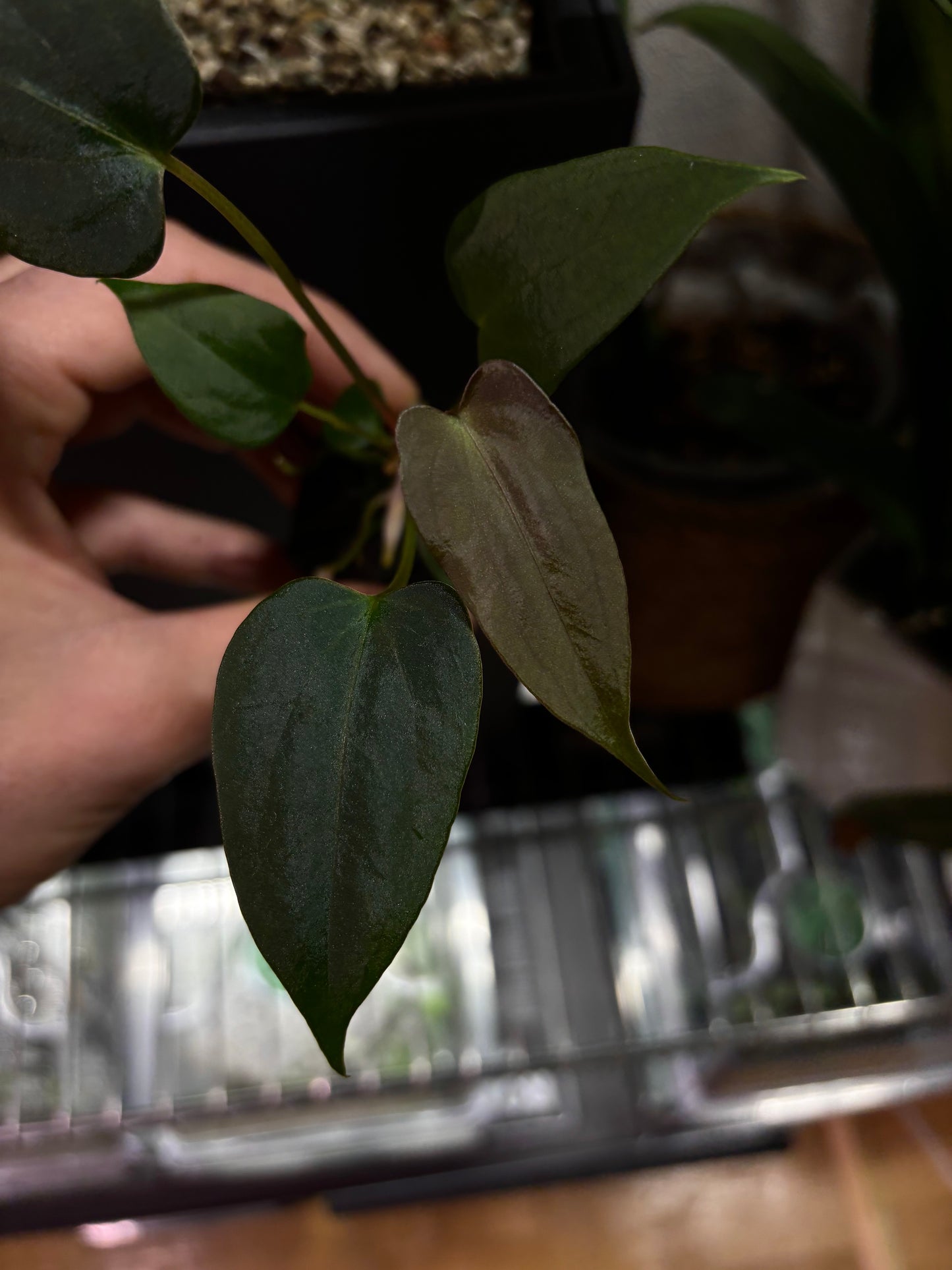 Anthurium sp. nov. DF x papillilaminum 'Grim Reaper'