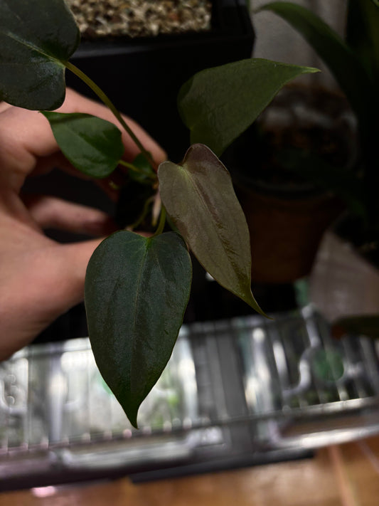 Anthurium sp. nov. DF x papillilaminum 'Grim Reaper'