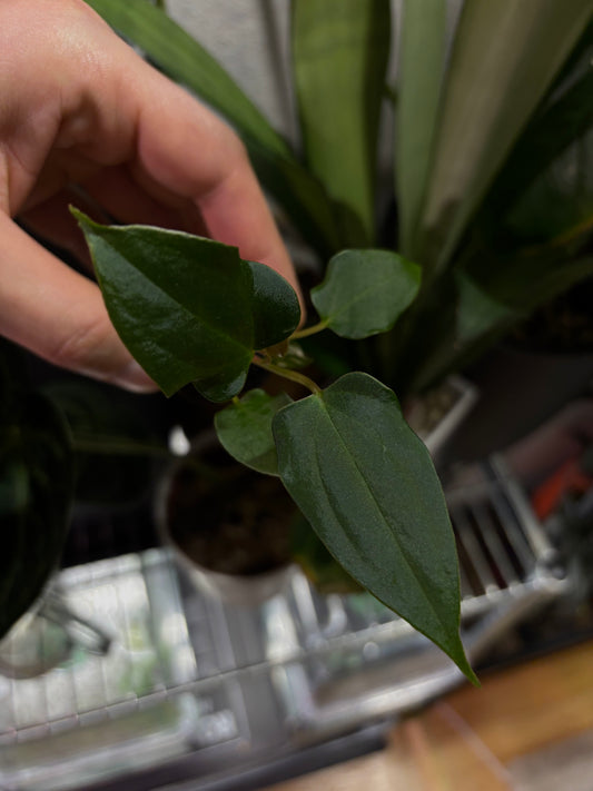 Anthurium sp. nov. DF x papillilaminum 'Grim Reaper'