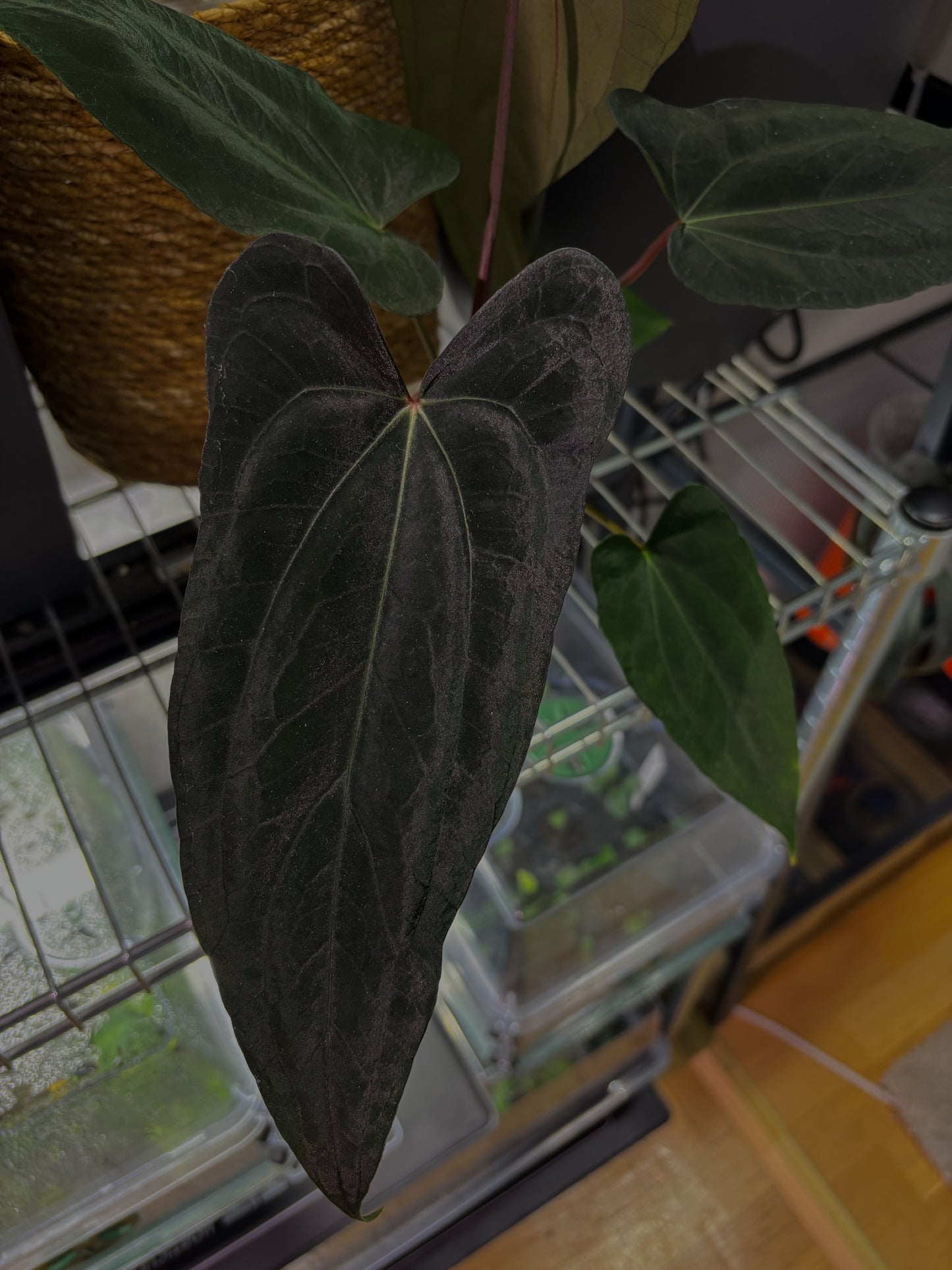 Anthurium papillilaminum 'Shadow Reaper' x (dressleri RG F2 x carlablackiae 'Amanda')