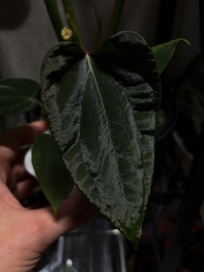 Anthurium sp. nov. DF x antolakii 'Nightmare'