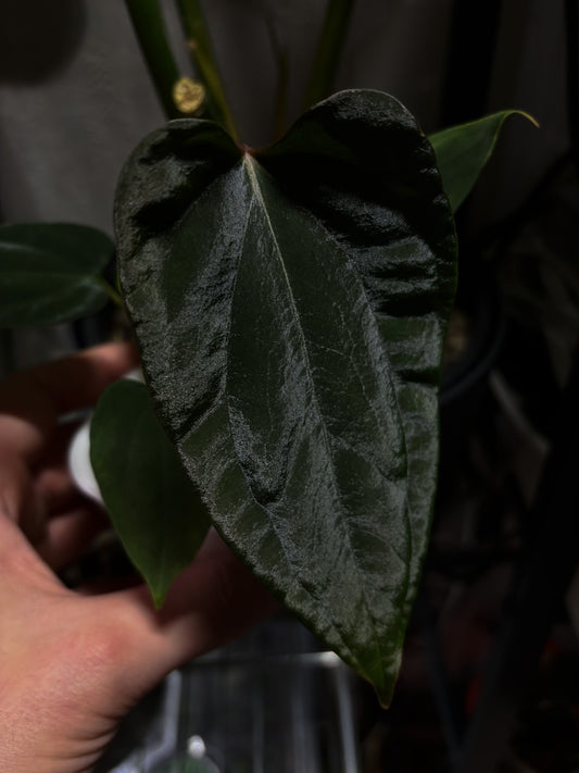 Anthurium sp. nov. DF x antolakii 'Nightmare'