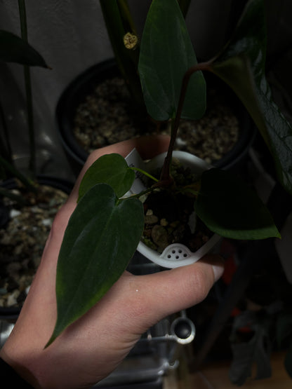 Anthurium sp. nov. DF x antolakii 'Nightmare'