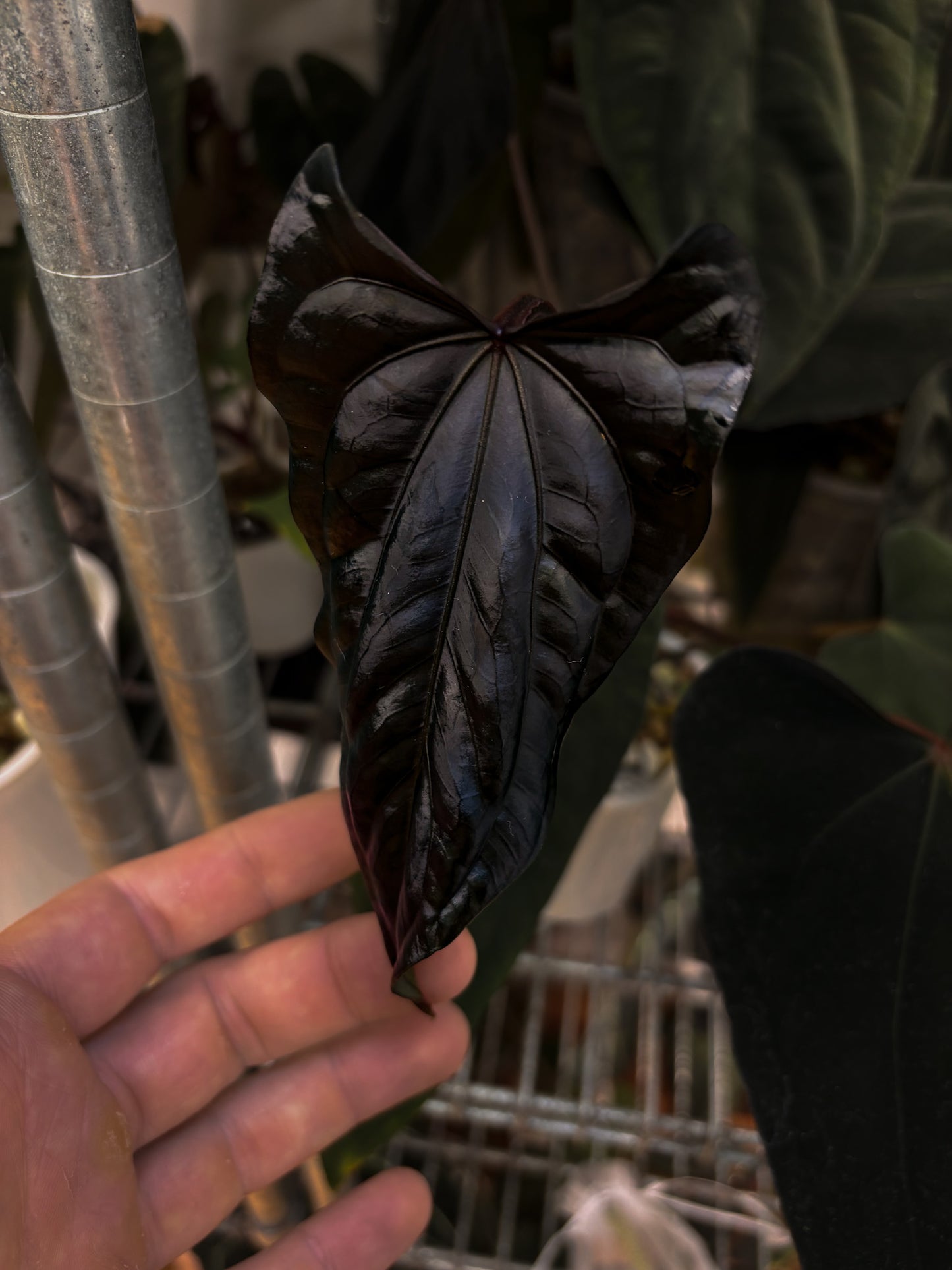 Anthurium papillilaminum 'Shadow Reaper' x (dressleri RG F2 x carlablackiae 'Amanda')