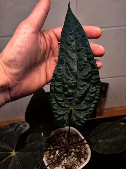 Anthurium (papillilaminum x dressleri) Australian form, ex JS