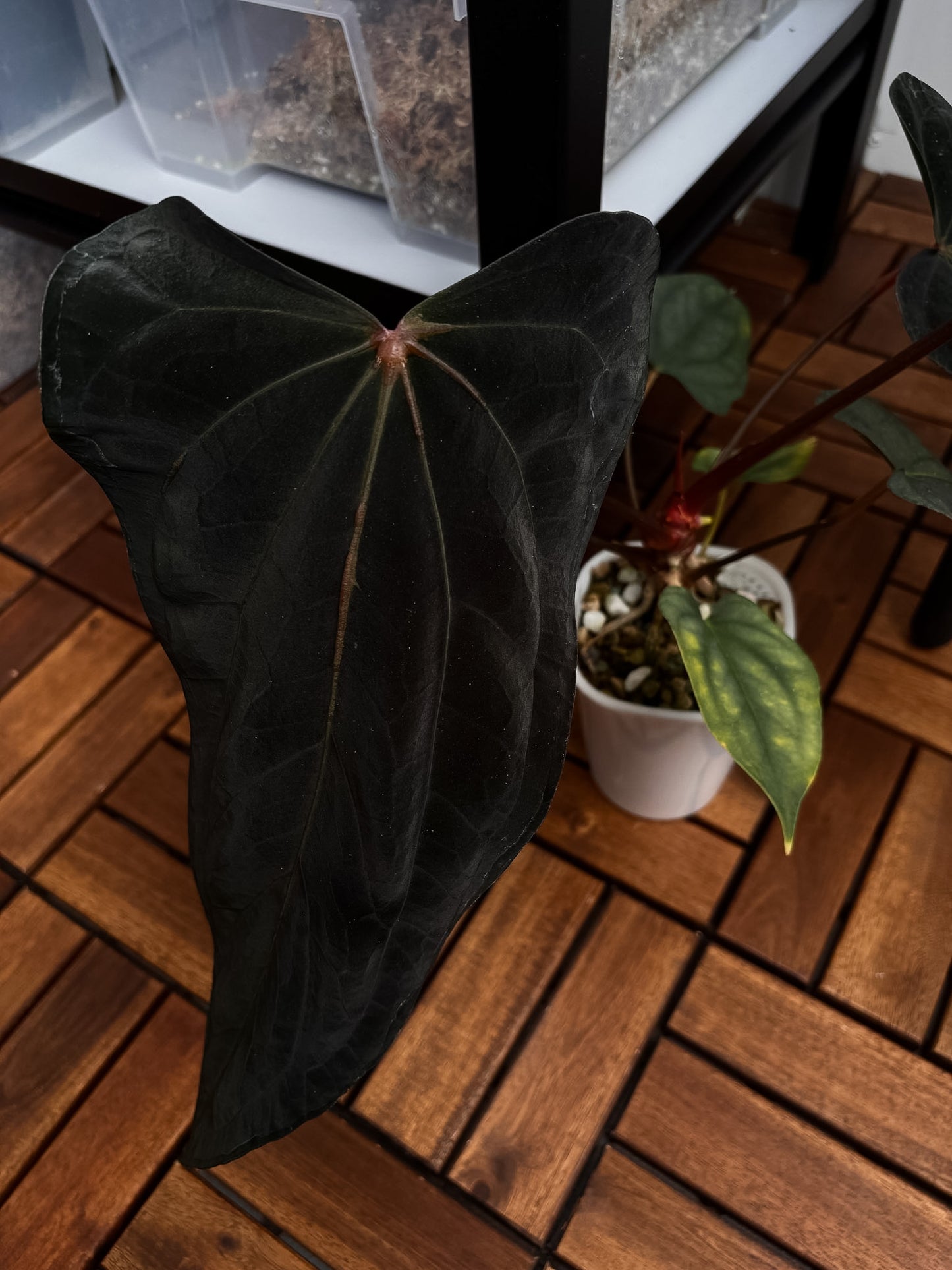 Anthurium papillilaminum 'Shadow Reaper' x (dressleri RG F2 x carlablackiae 'Amanda')