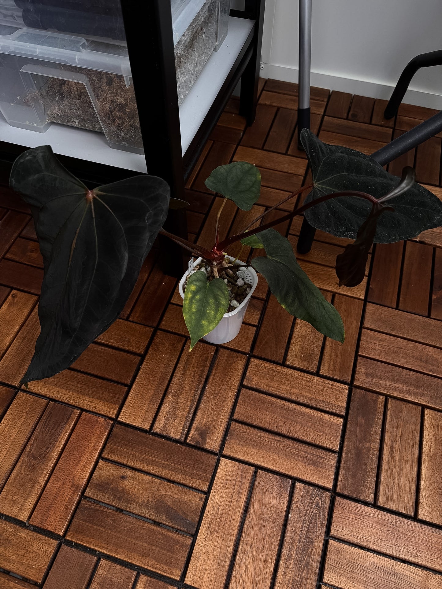 Anthurium papillilaminum 'Shadow Reaper' x (dressleri RG F2 x carlablackiae 'Amanda')