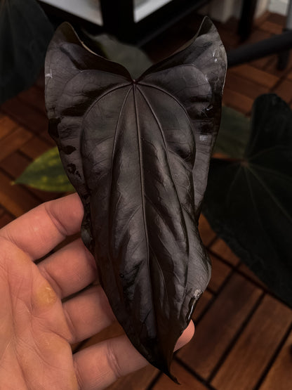 Anthurium papillilaminum 'Shadow Reaper' x (dressleri RG F2 x carlablackiae 'Amanda')