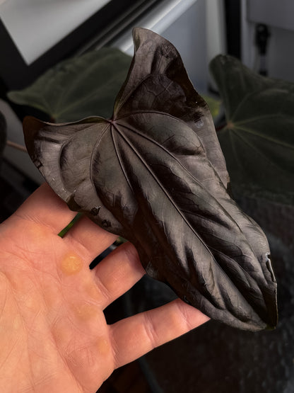 Anthurium papillilaminum 'Shadow Reaper' x (dressleri RG F2 x carlablackiae 'Amanda')