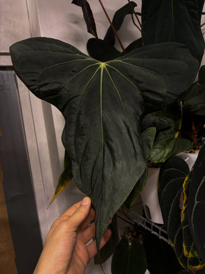 Anthurium sp. nov. DF