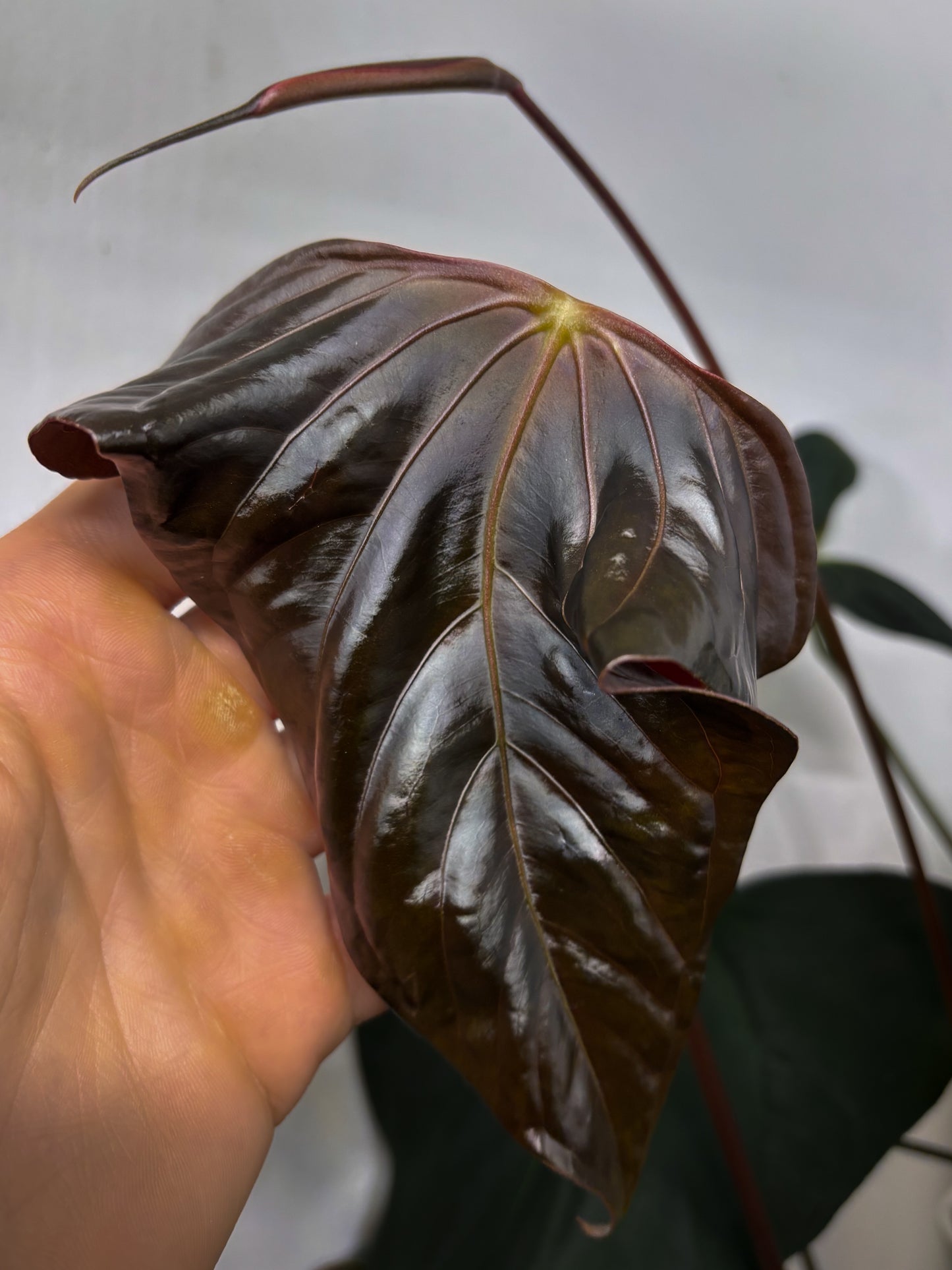 Anthurium sp. nov. DF