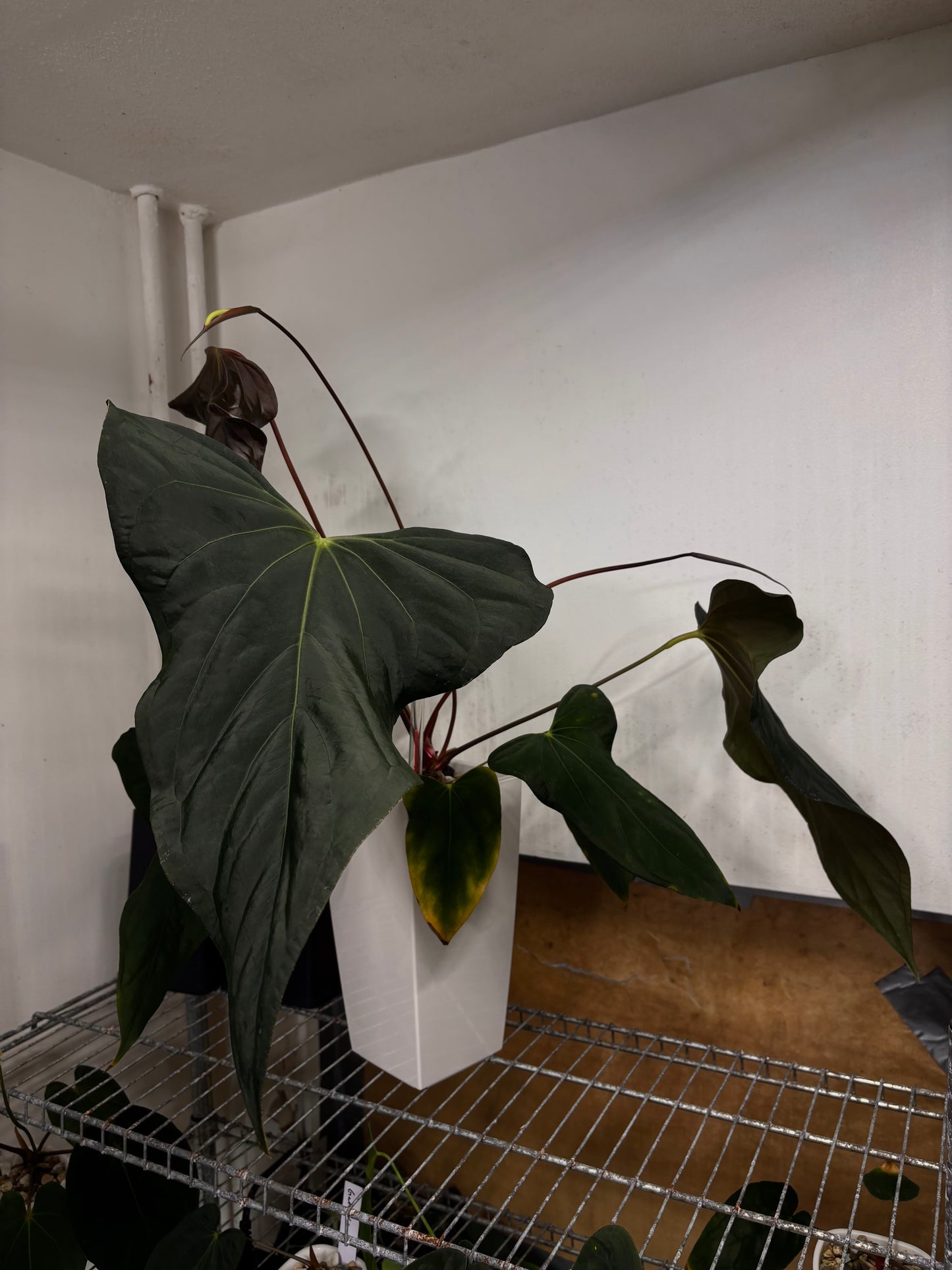 Anthurium sp. nov. DF