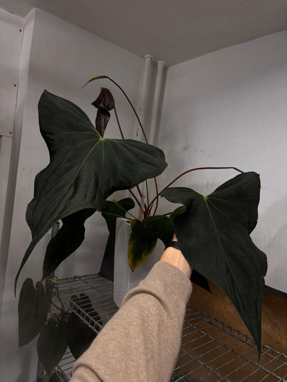 Anthurium sp. nov. DF