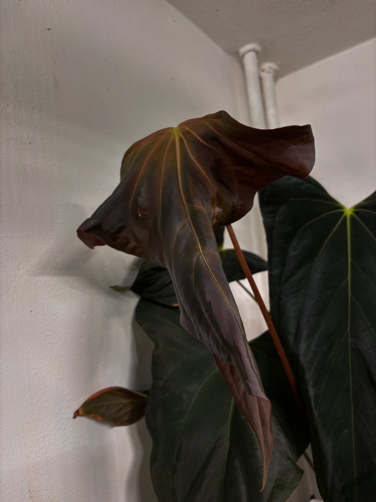 Anthurium sp. nov. DF