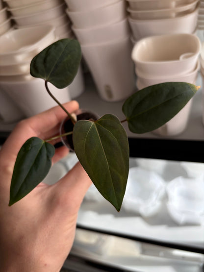 Anthurium portillae "Dorito"