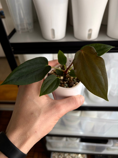 Anthurium sp. nov. DF x antolakii RxRA1 ”Nightmare”