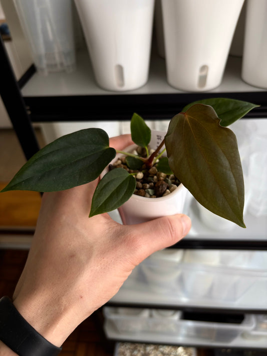 Anthurium sp. nov. DF x antolakii 'Nightmare'